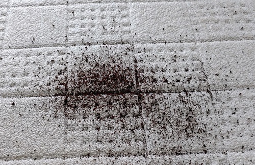 マイスティックネオの吸引力を確認1
